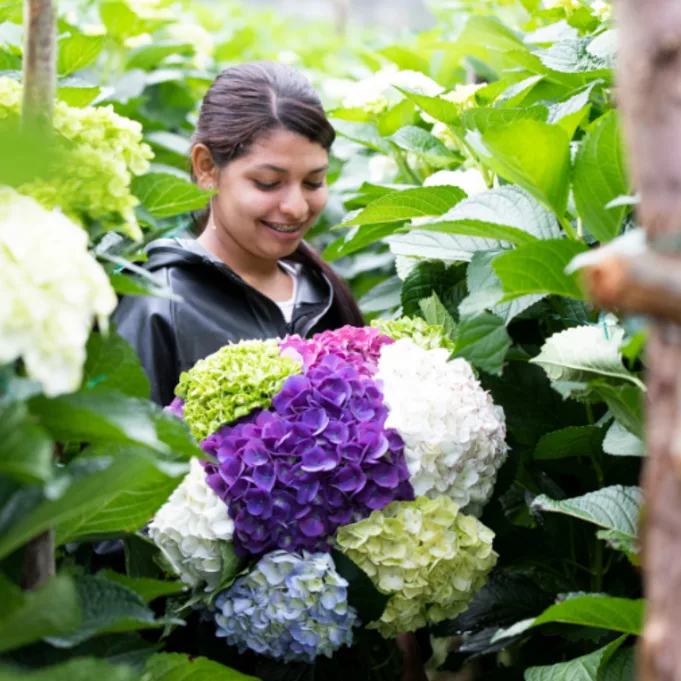 hortensia,colombie,peru,26