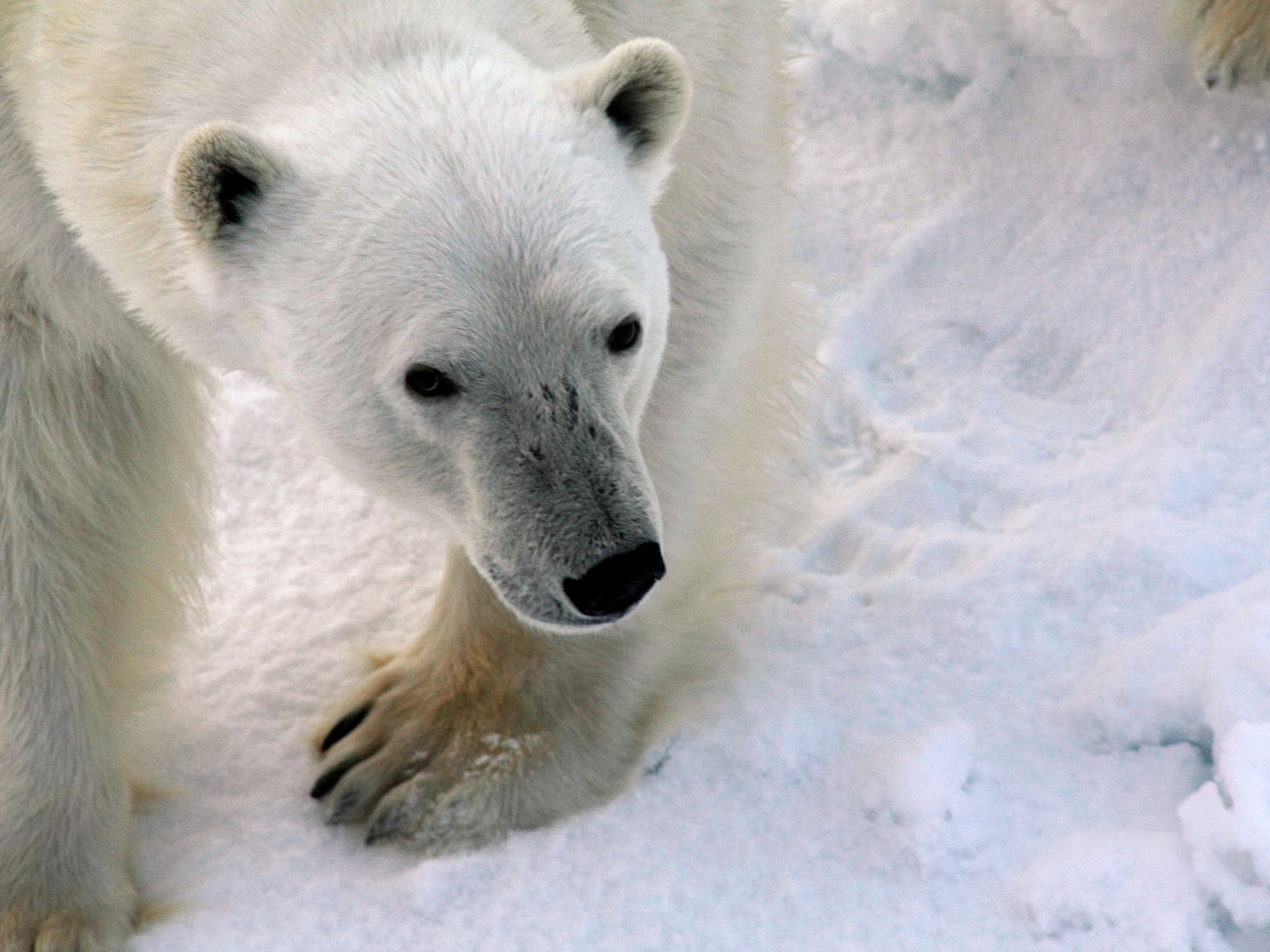 Close-up of a polar bear with black eyes and nose against a snowy background, its white fur blending with the environment.