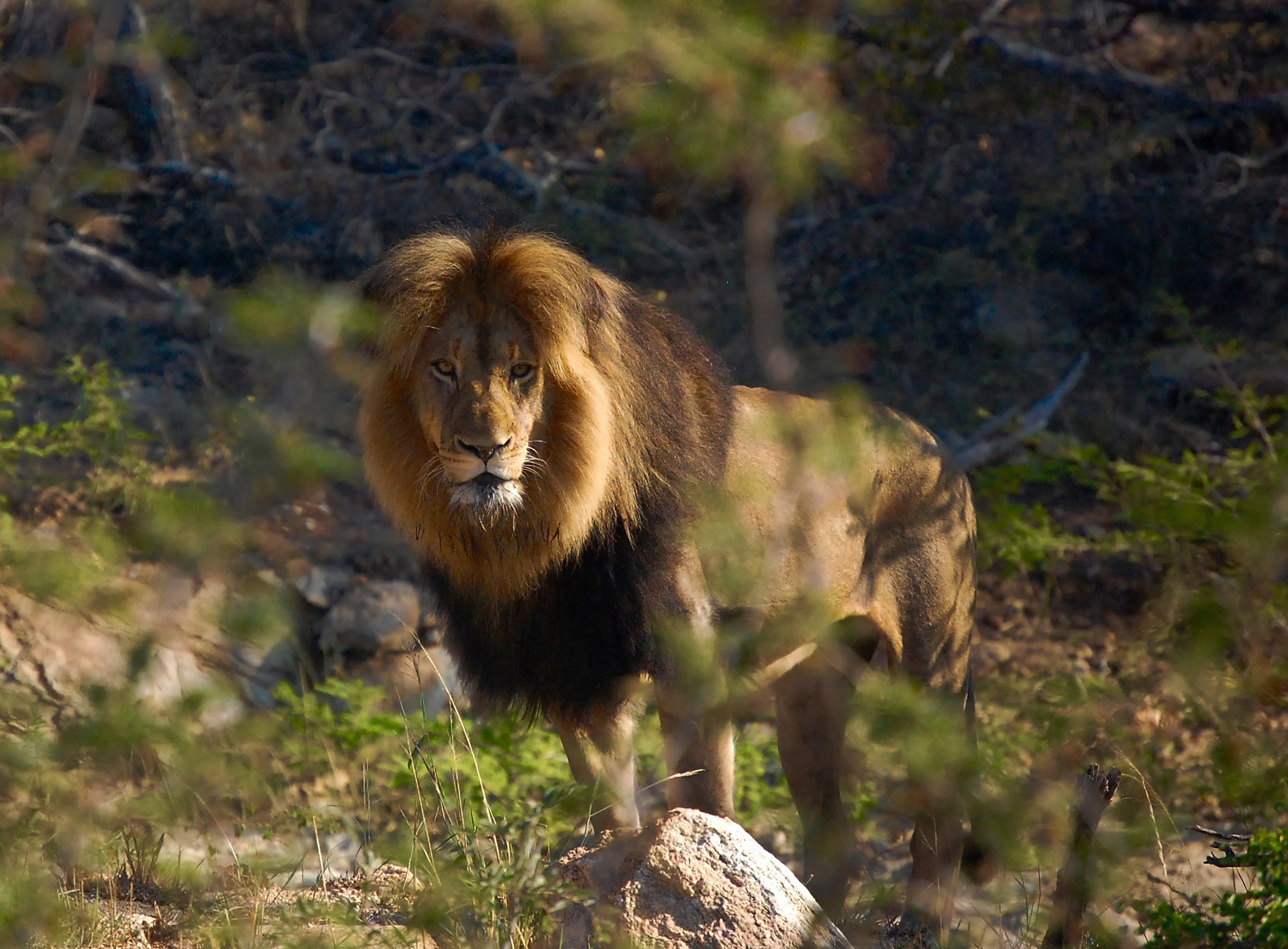 Think you know the animals of the Lion King? Think again.