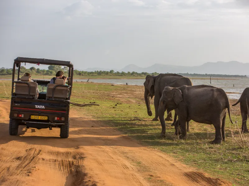 Elephants at Pinnawala