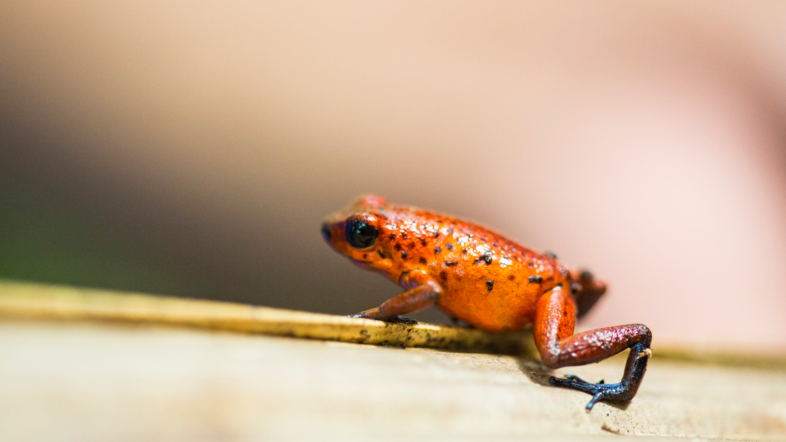 Colour your world: a Costa Rica photo tour