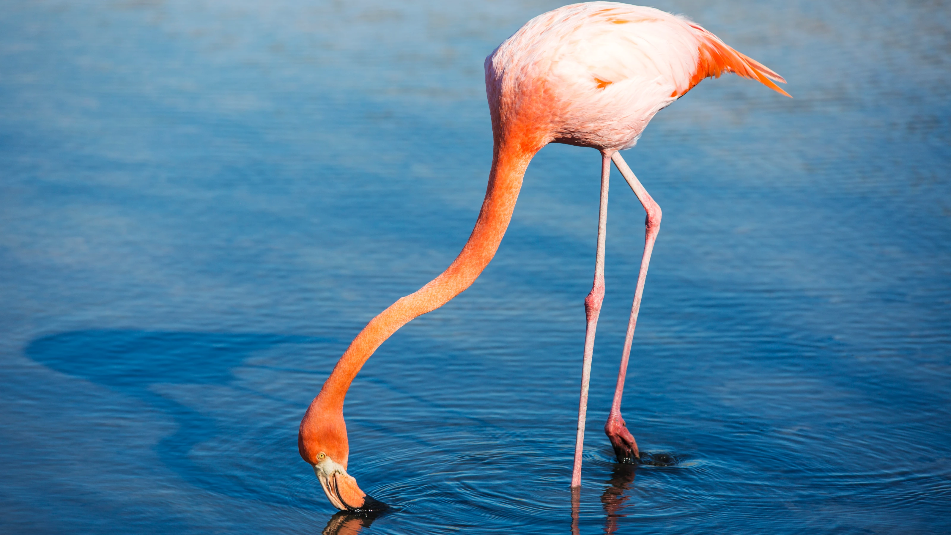 Spectacular wildlife and the strange history of Floreana Island