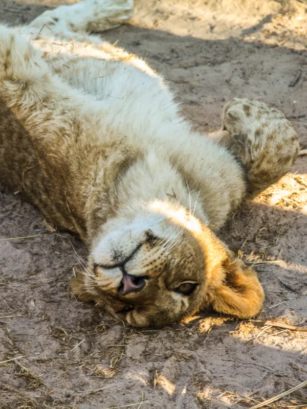 zimbabwe-G Adventures Africa Zambia Lioness