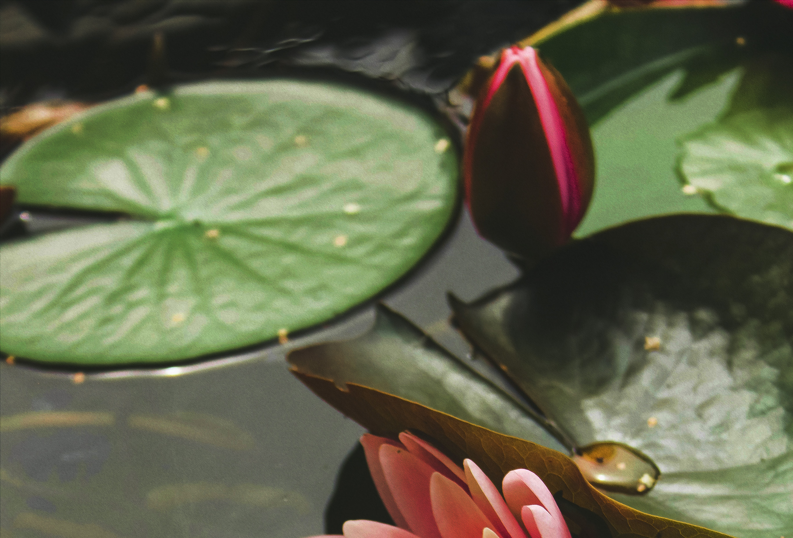 3 of the world's most historic plants and where to find them