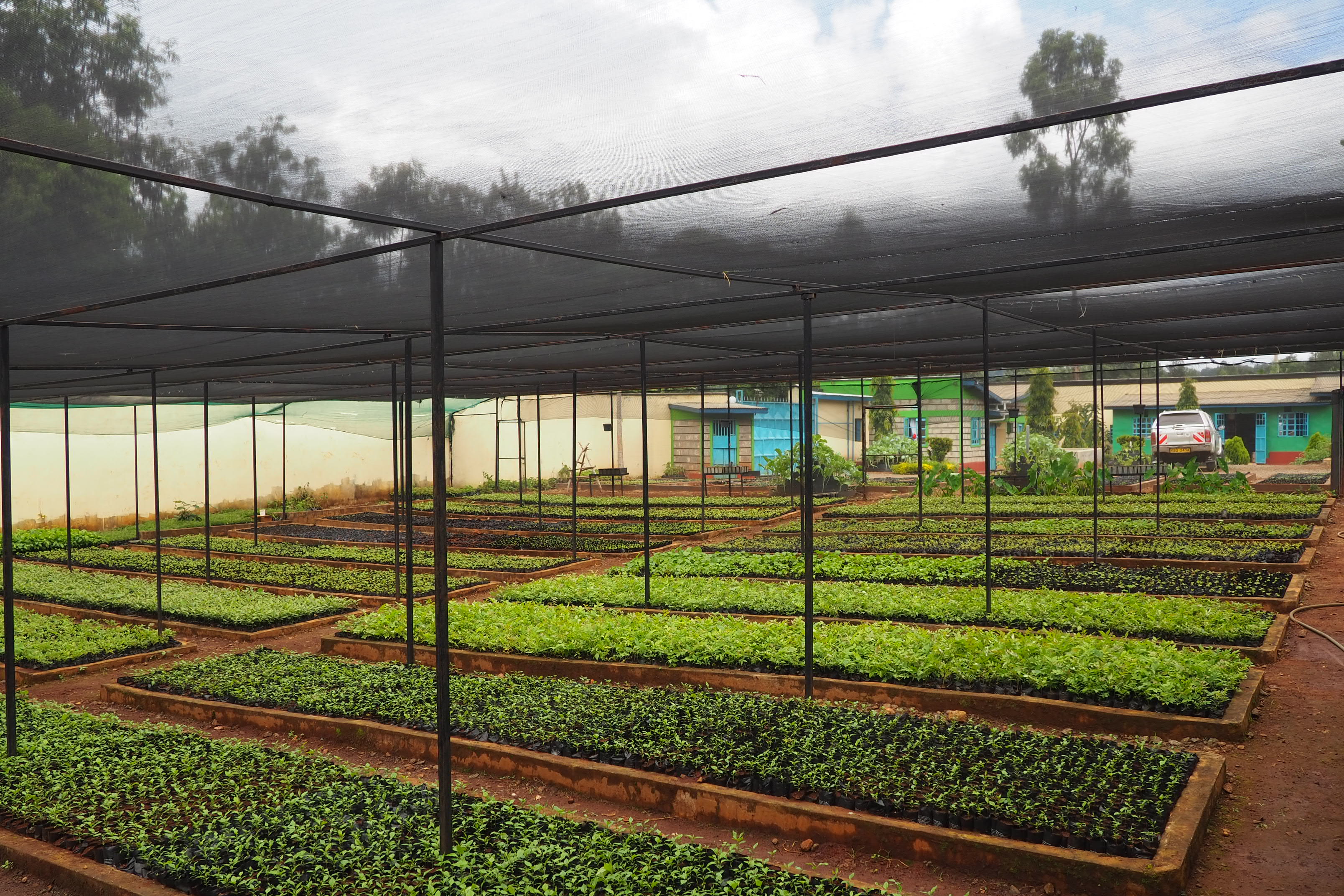 From deforestation to regeneration: Meet the team planting millions of trees in Kenya