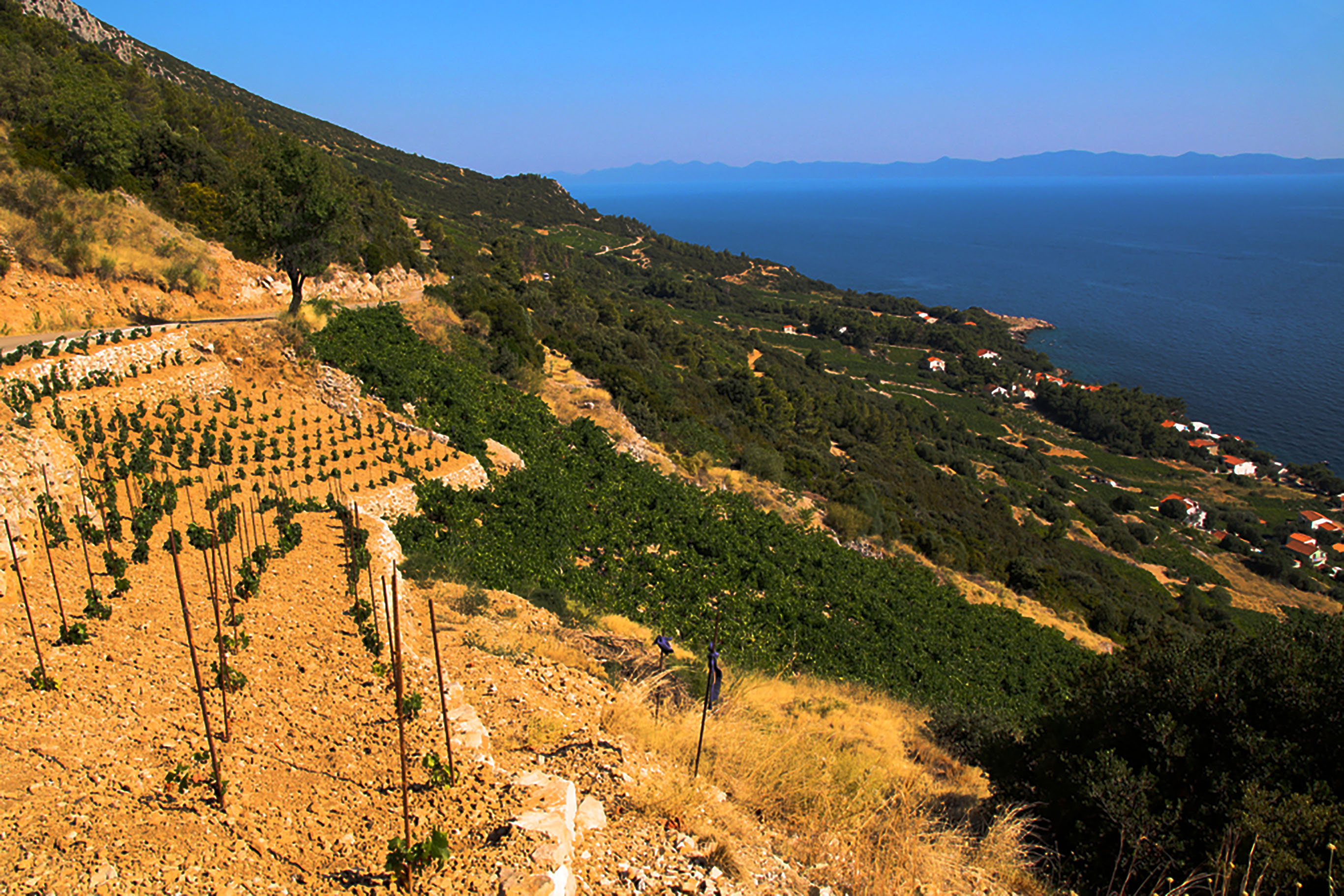 Pelješac, just outside of Dubrovnik, is a little slice of Adriatic heaven
