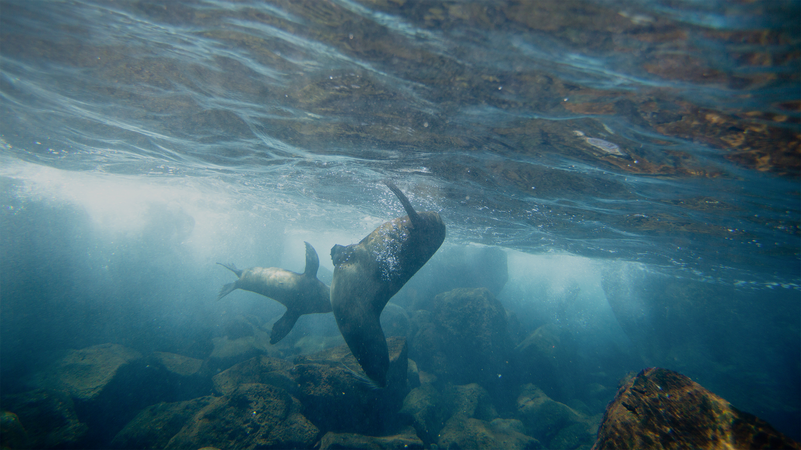 The best time to travel to the Galápagos