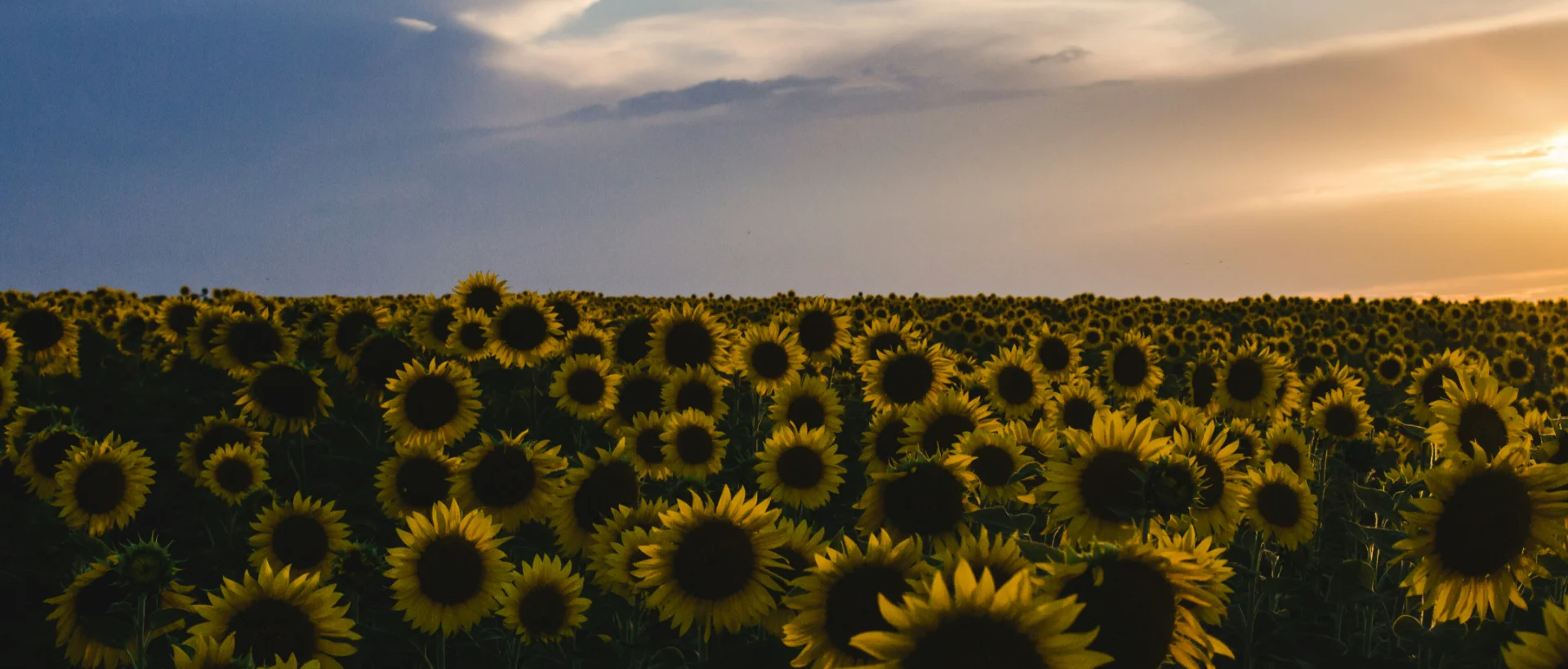 Vast field of sunflowers stretching to the horizon under a blue sky with sunset glow in the distance.