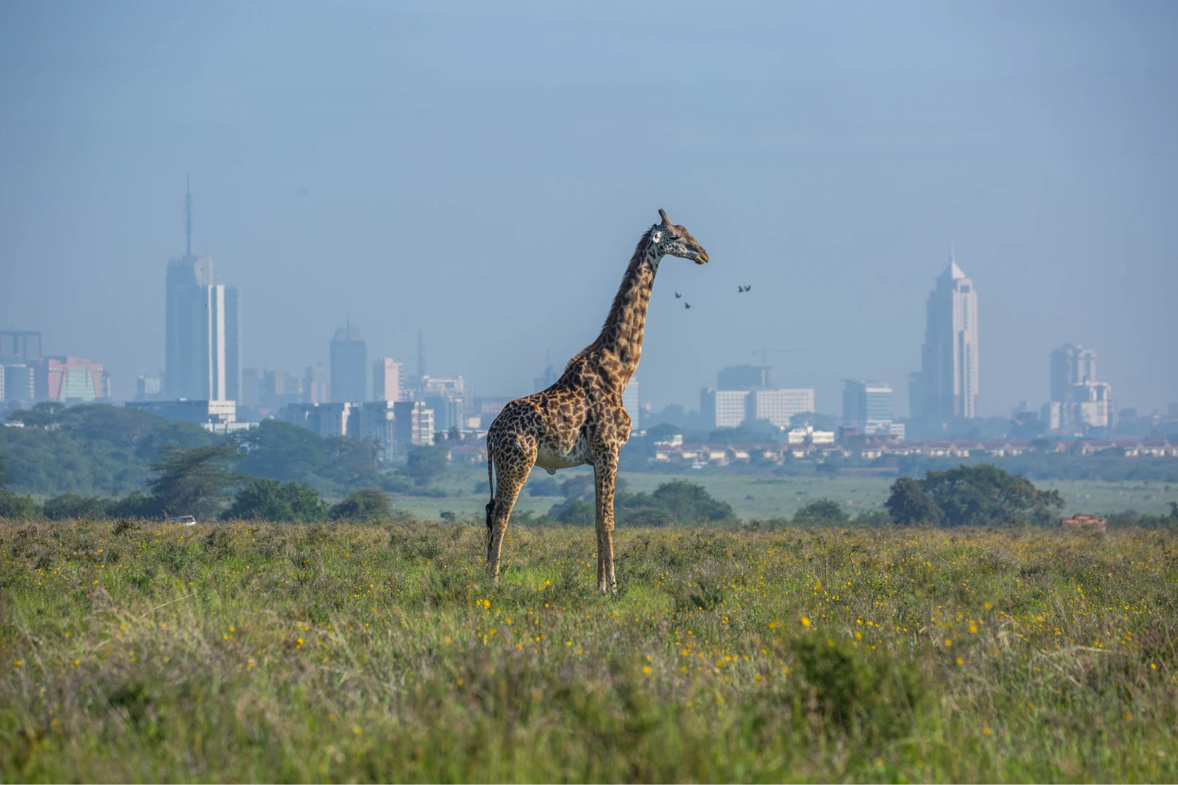 The Pride of Africa: 8 Kenyan cities to adore