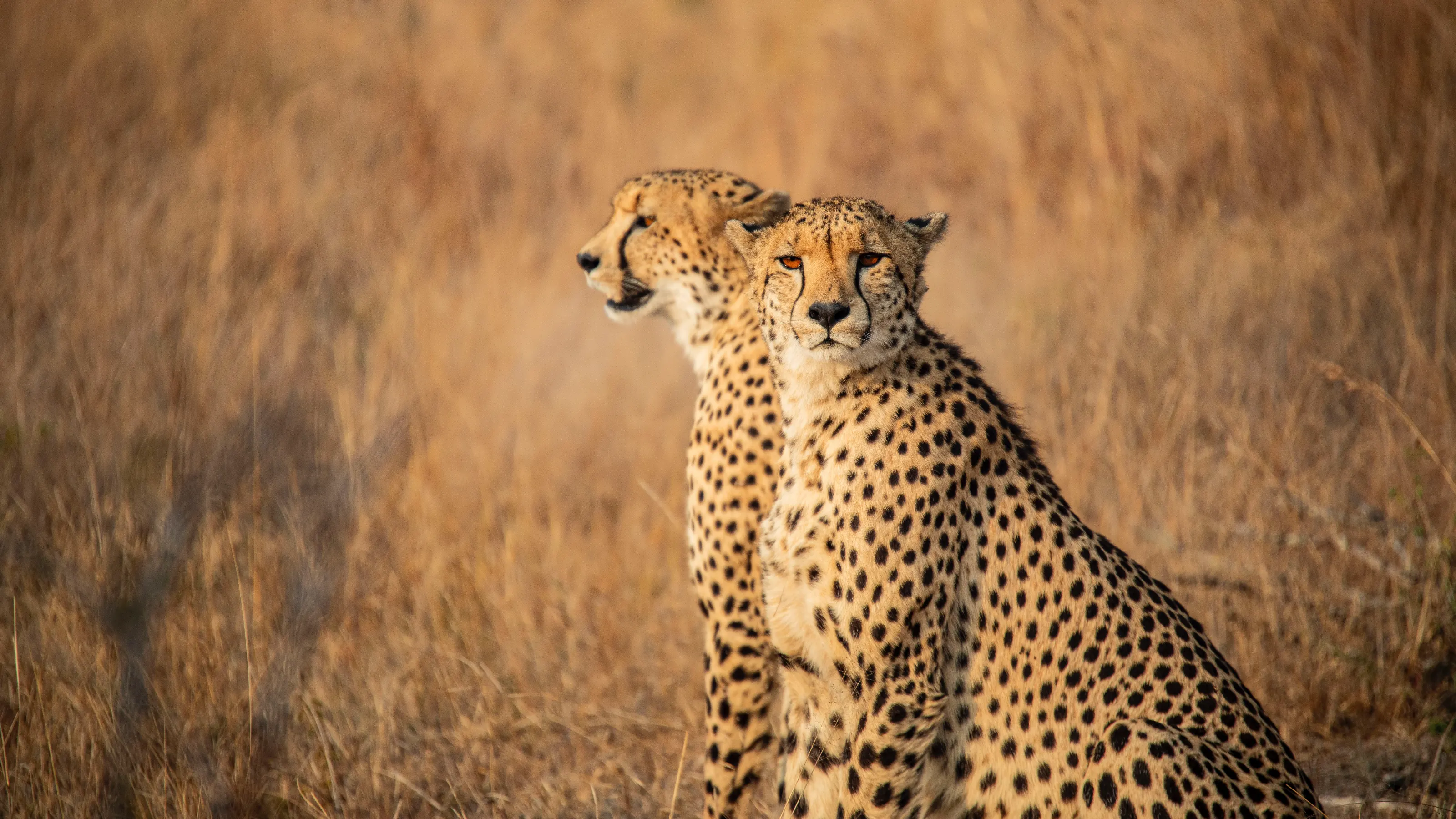 Cheet-ah codes to spot South African wildlife