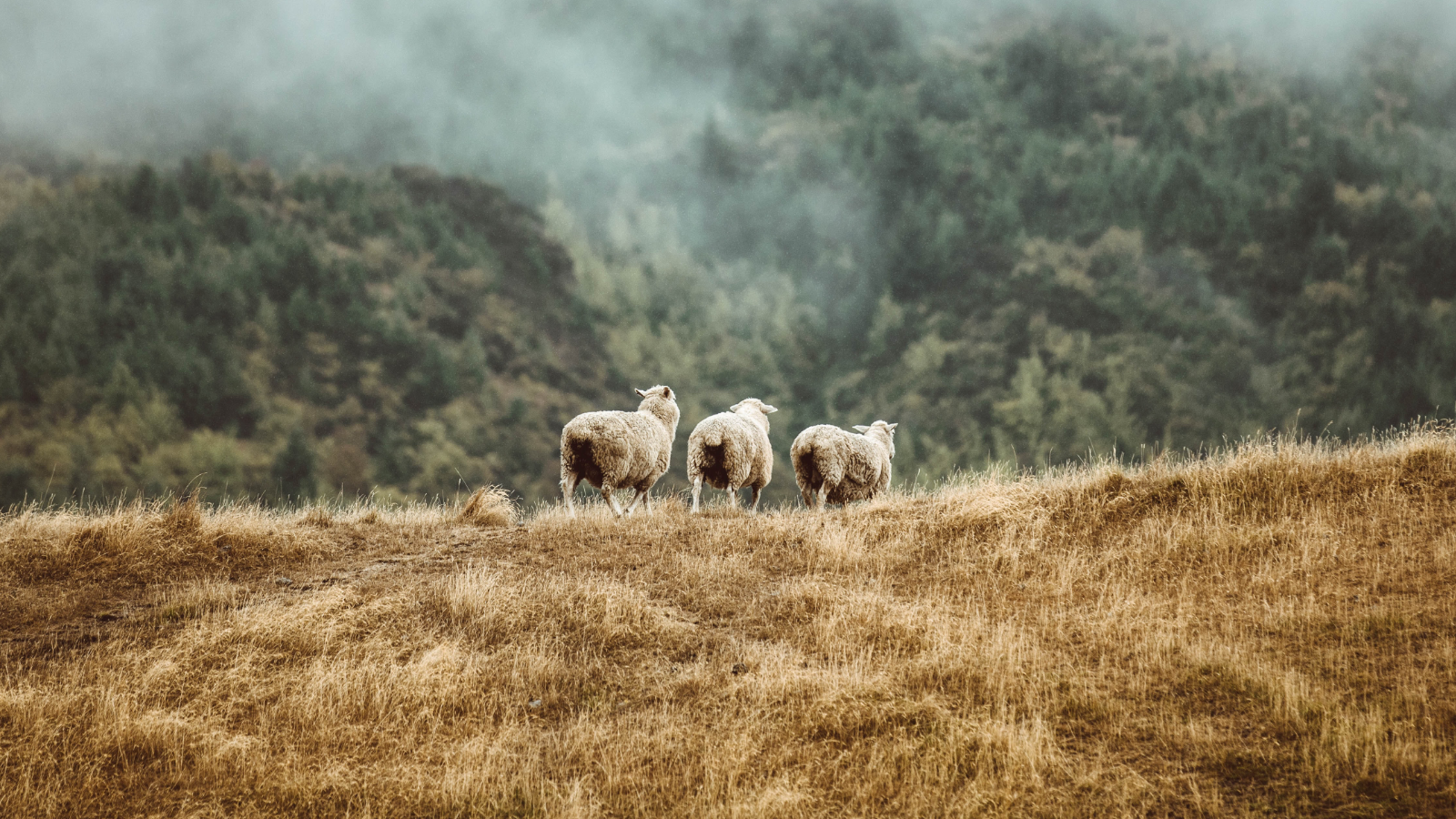 Photo hop around New Zealand’s pure beauty