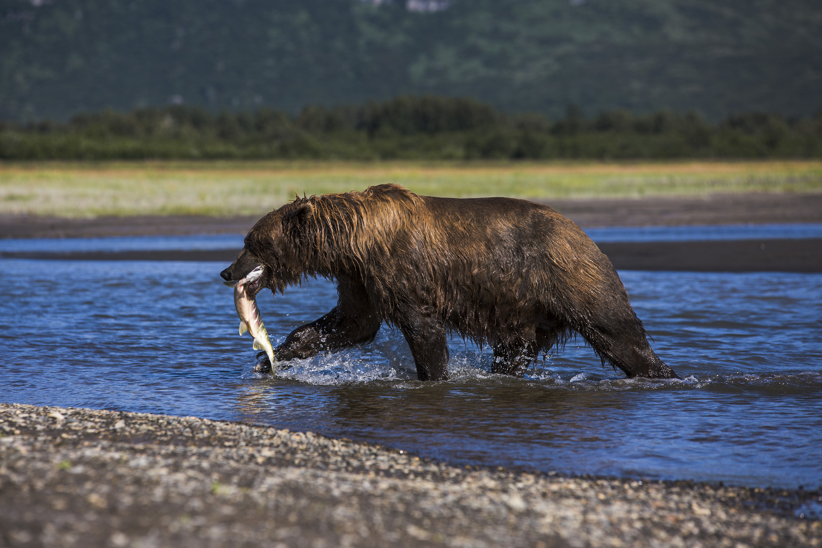 10 animals that are no longer on the endangered list