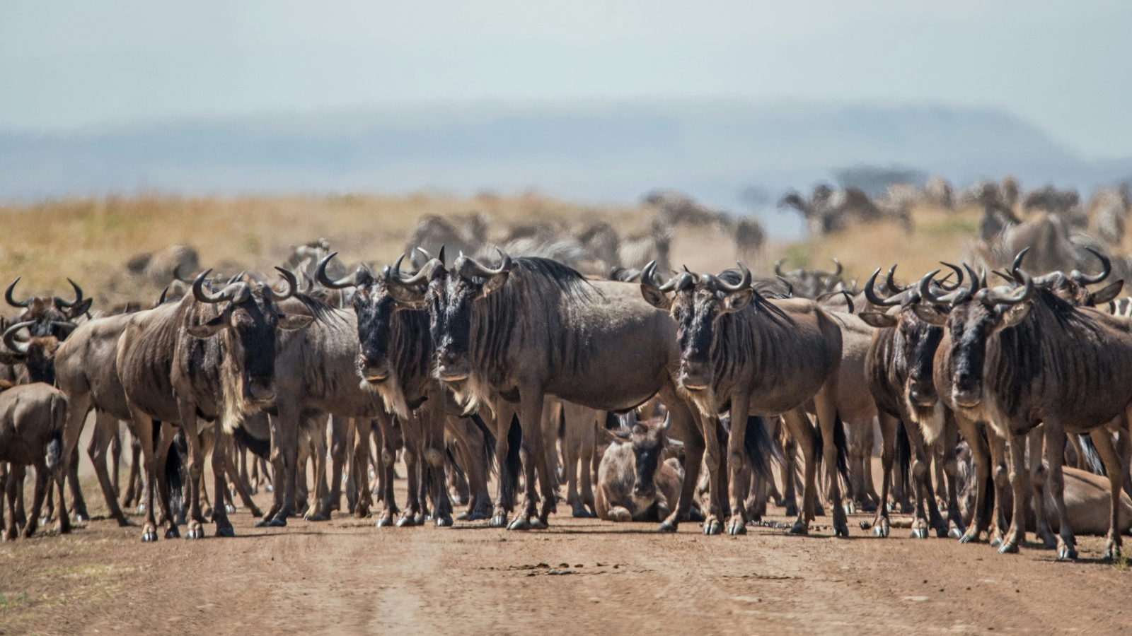 9 African safari destinations for wildlife and thrills