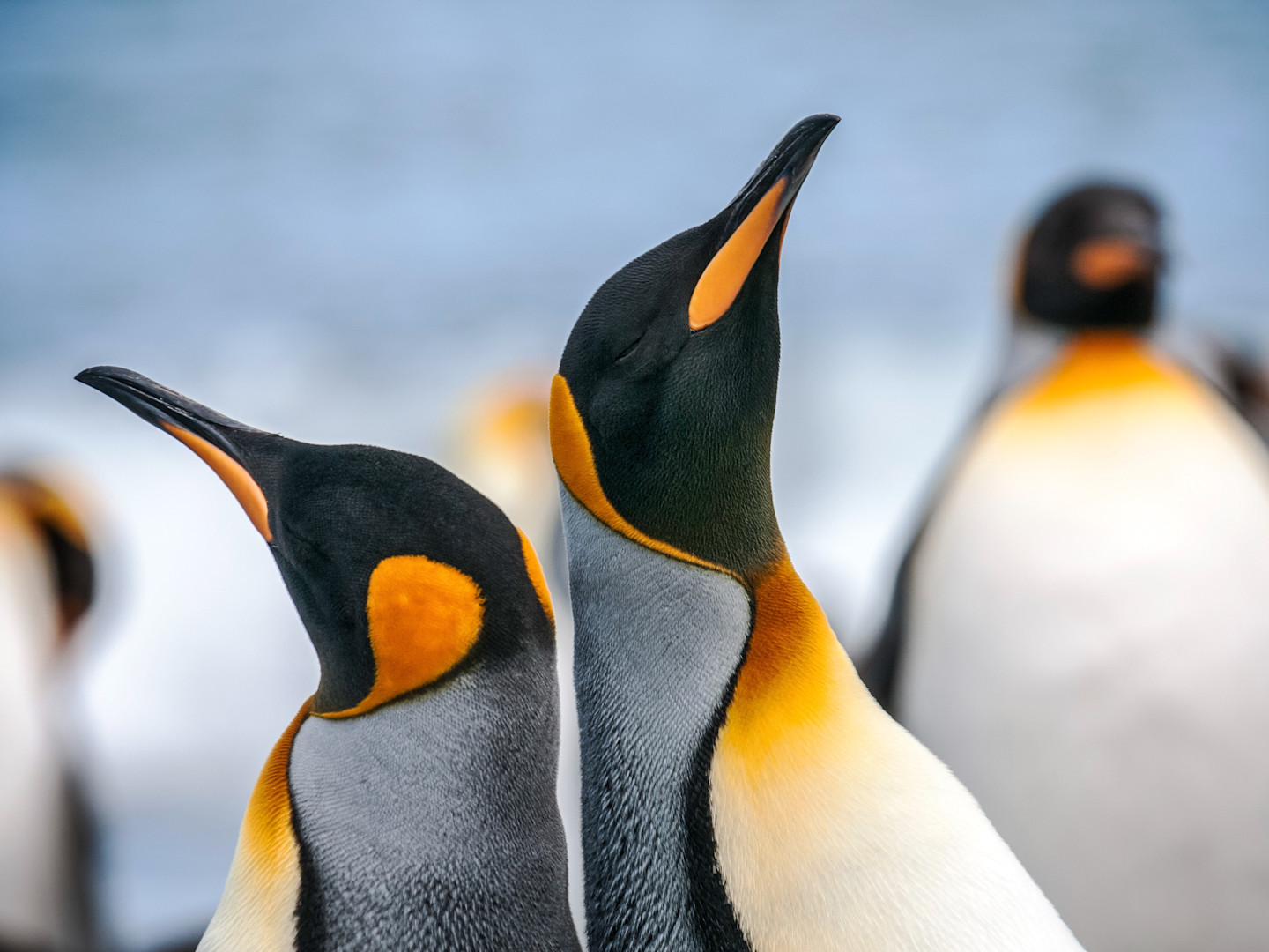 Two king penguins with distinctive black heads and orange ear patches standing close together against a blurred blue background.