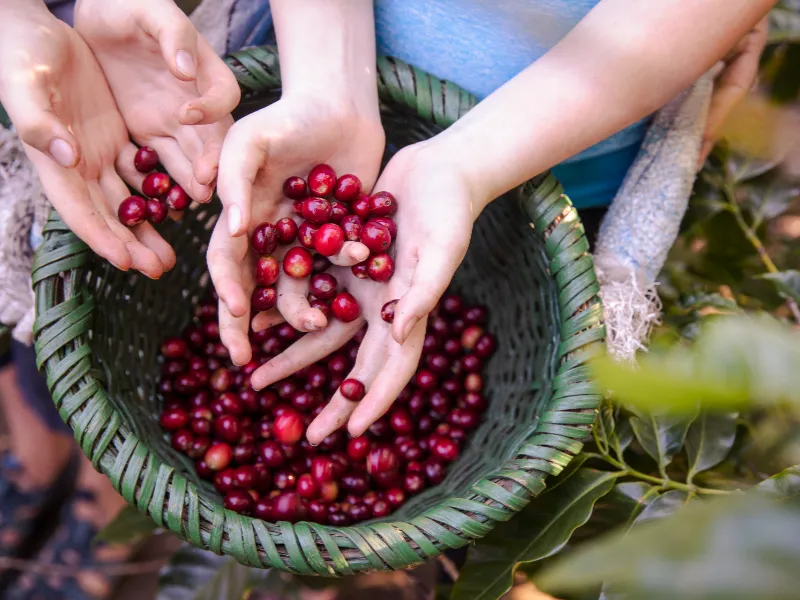 Coffee in Monteverde
