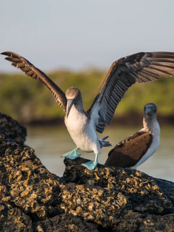 galapagos-Ecuador Galapagos Black Turtle Cove Wildlife Blue Footed Boobies