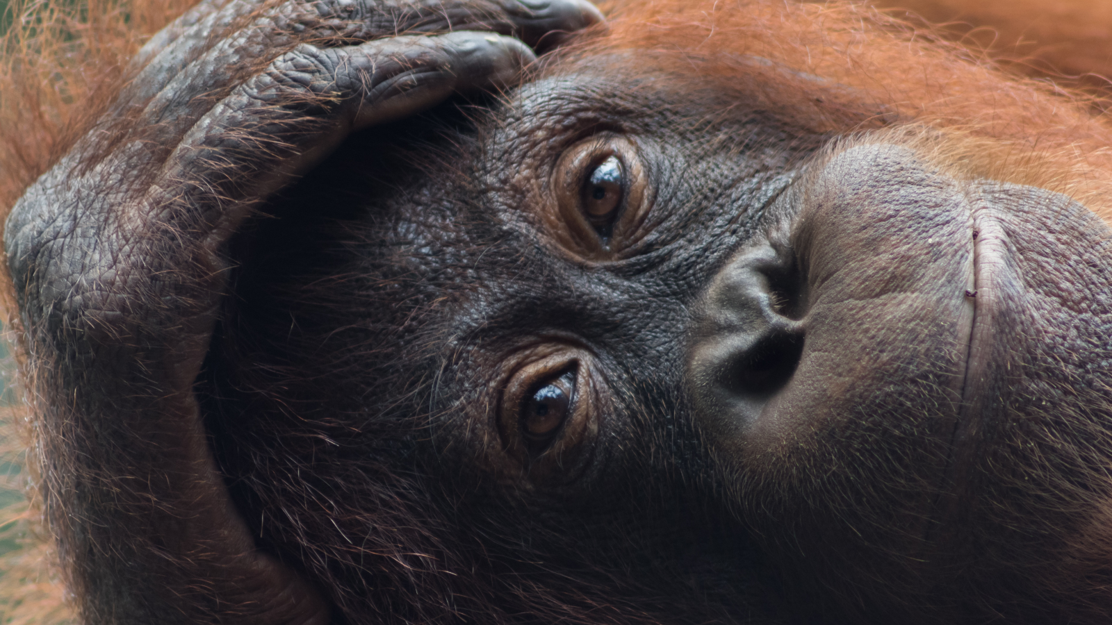 Borneo beyond orangutans