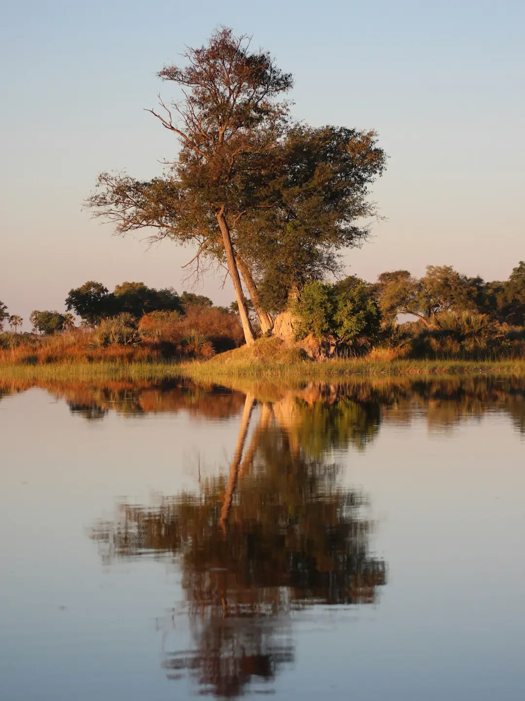 Tall tree on riverbank reflecting in calm water at sunset, golden light illuminating African savanna landscape.