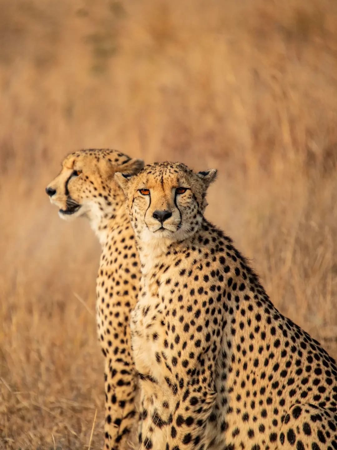 Two cheetahs with spotted coats sitting alert in golden savanna grass, one facing forward with amber eyes.