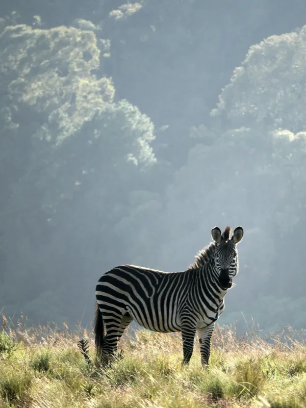 malawi-ray-aucott-6QjWzfnrN_g-unsplash