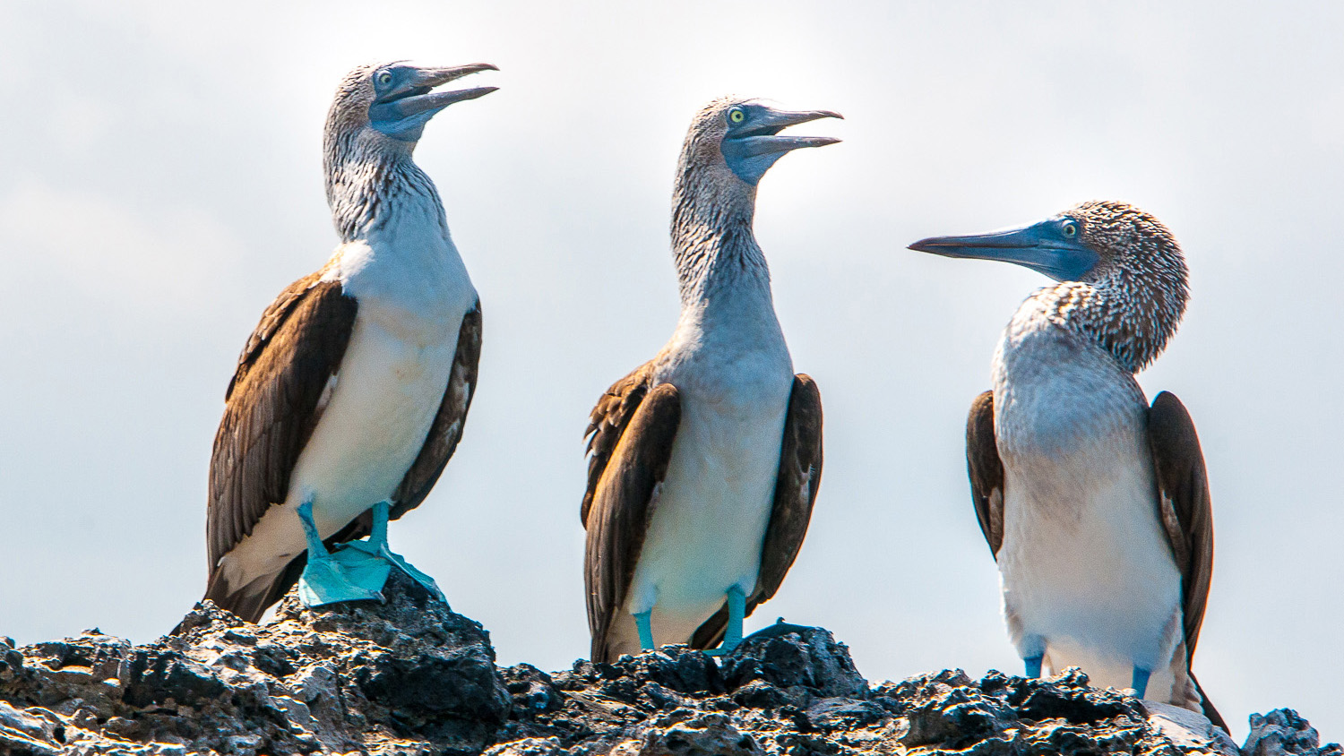 6 things you might not know about the Galápagos Islands