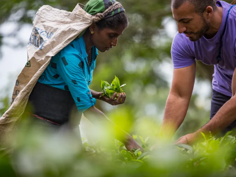 Tea plantation visit