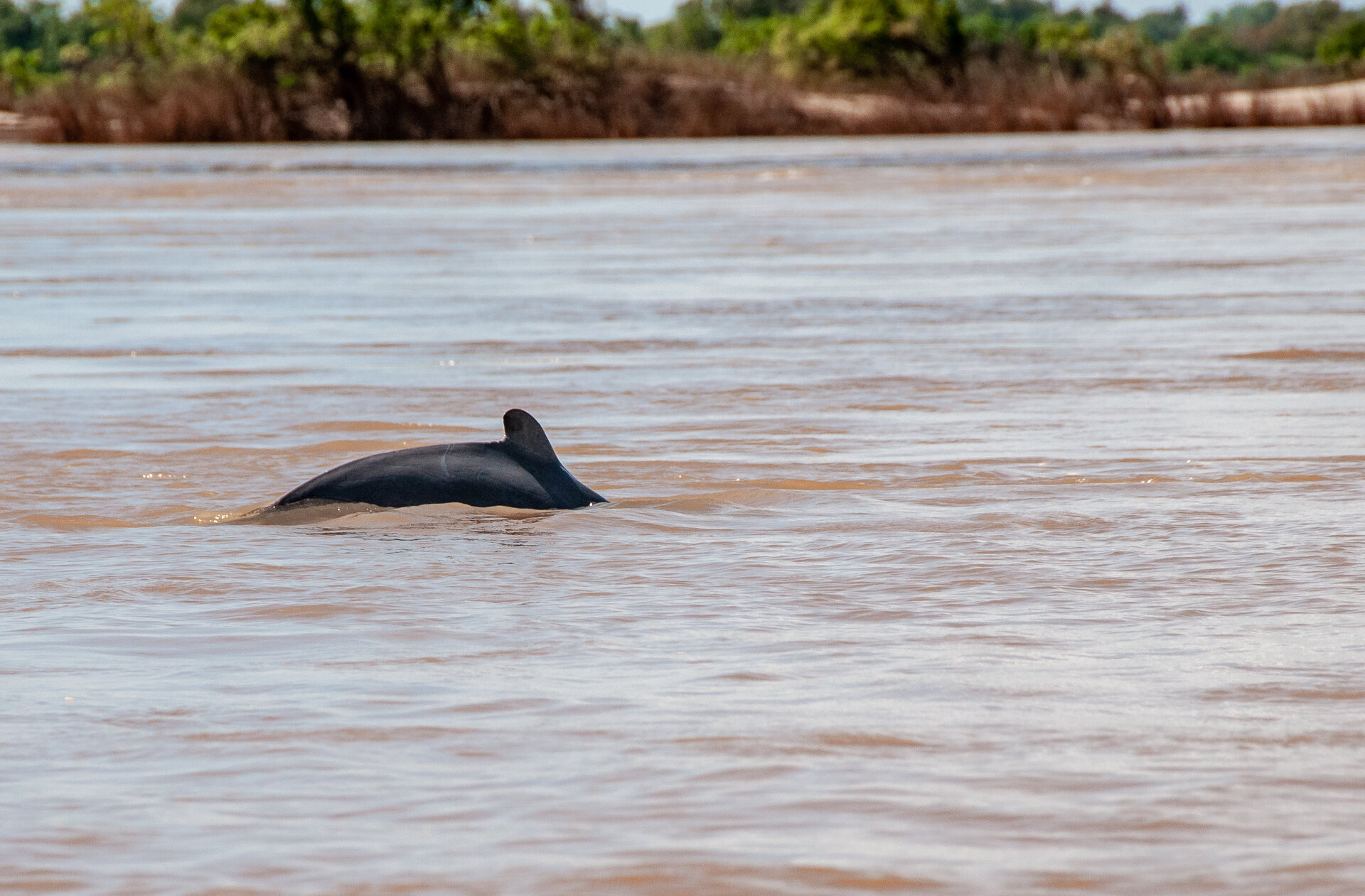 Irrawaddy dolphin - iStock Rare and fleeting sighting of Mekong (or Irrawaddy Dolphins) in Kratie.