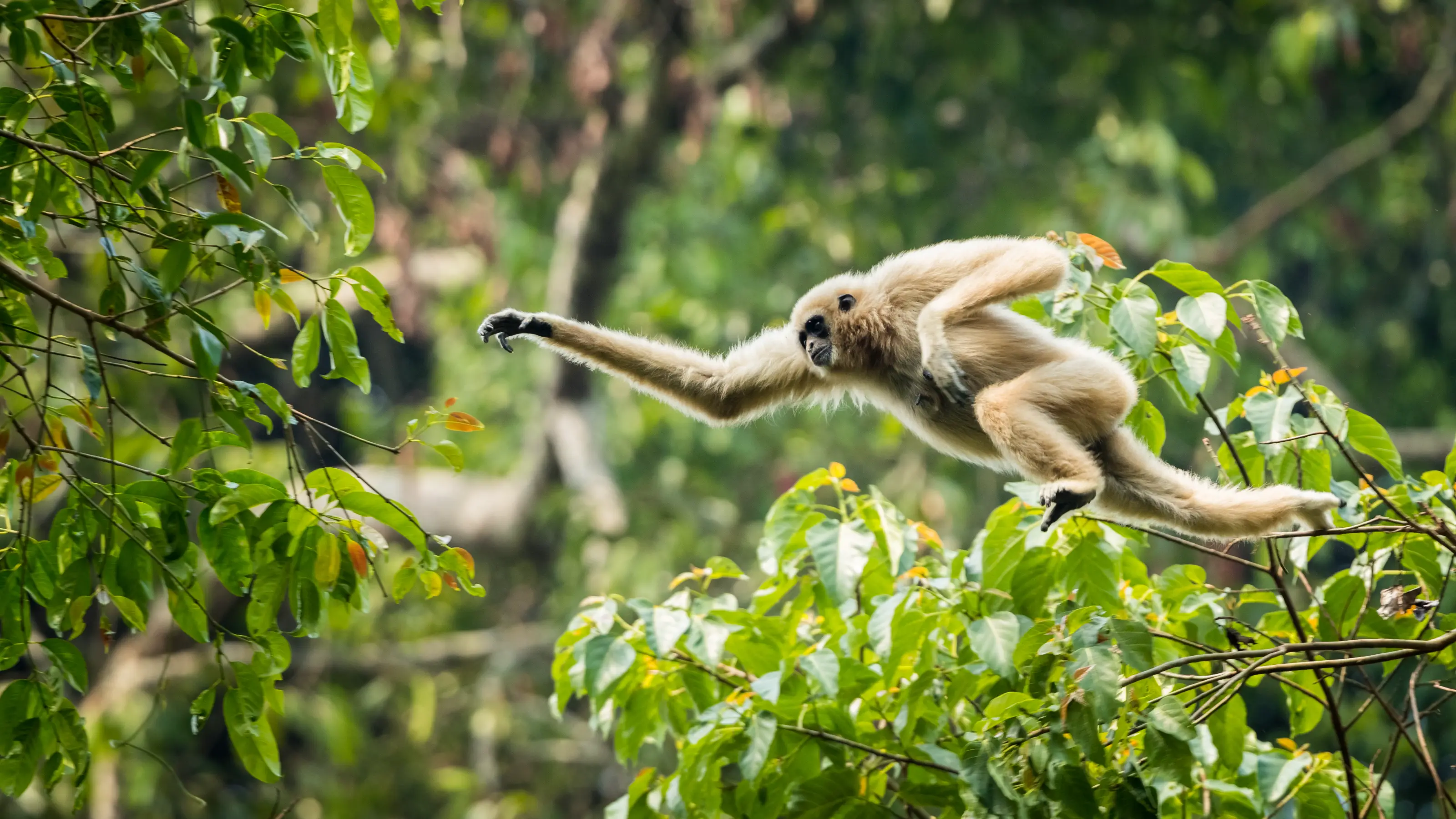 Thailand’s animals and where to find them