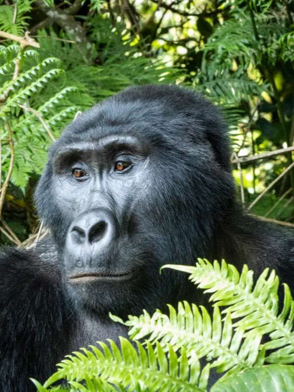 uganda-G Adventures Africa Uganda Gorilla Trek