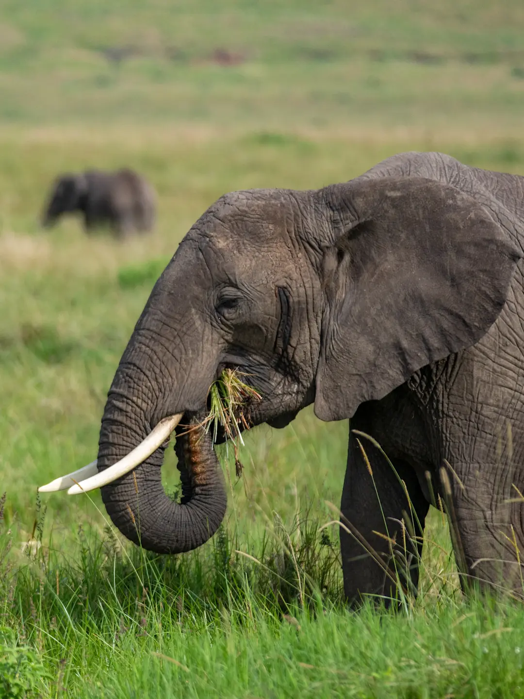 African elephant with white tusks eating grass in a savanna, with another elephant visible in the background.