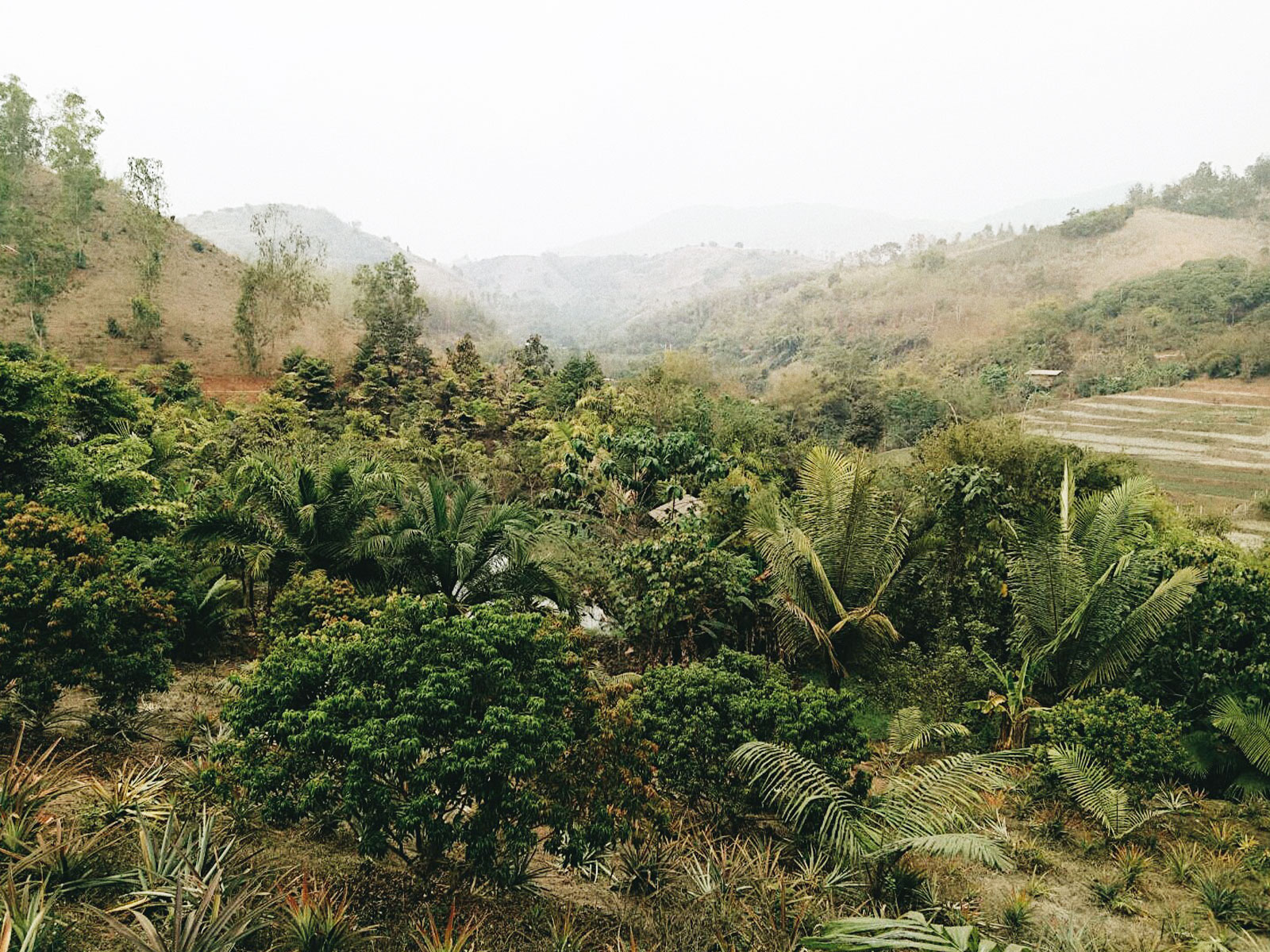 Thailand Reforestation planting site