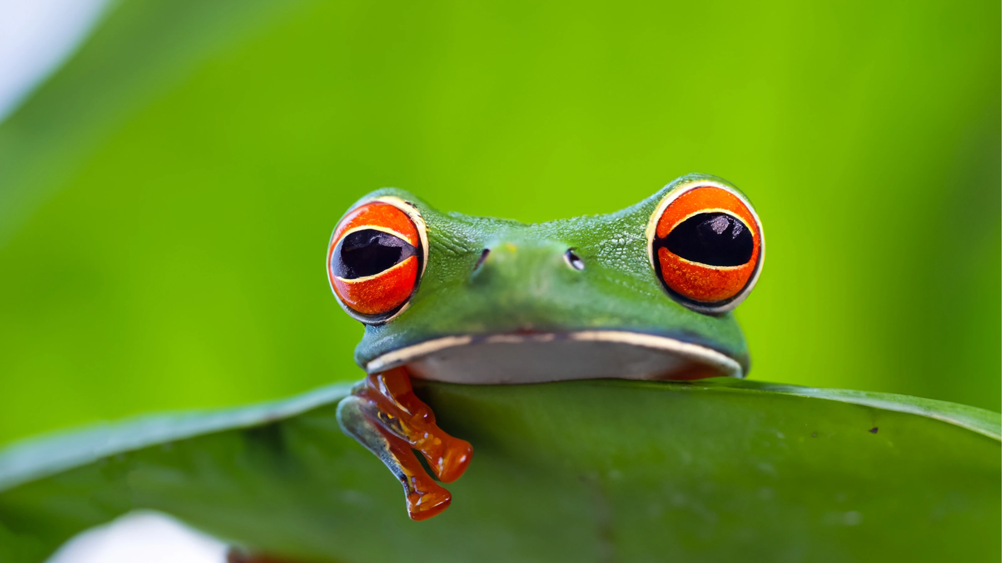 9 unique animals in Colombia to spot