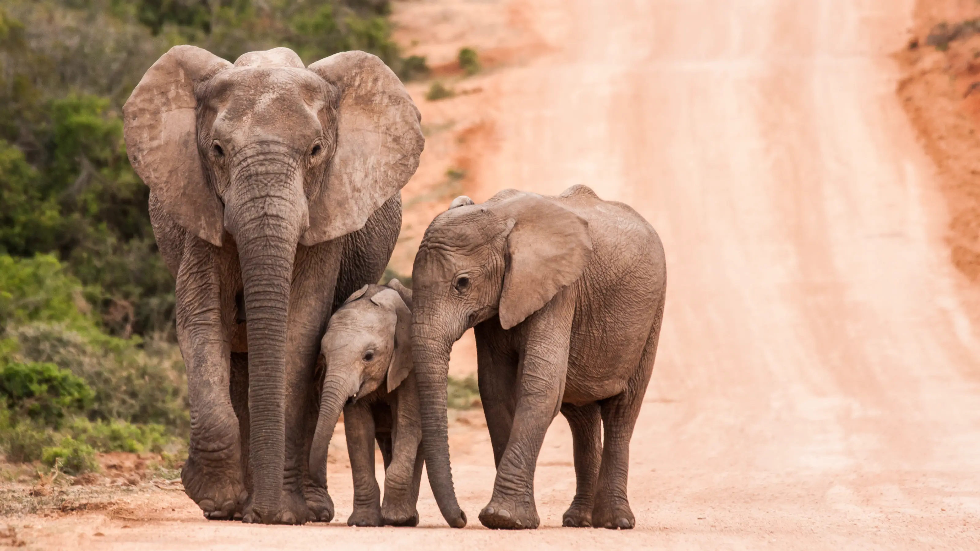 14 South Africa national parks for wilderness and wildlife