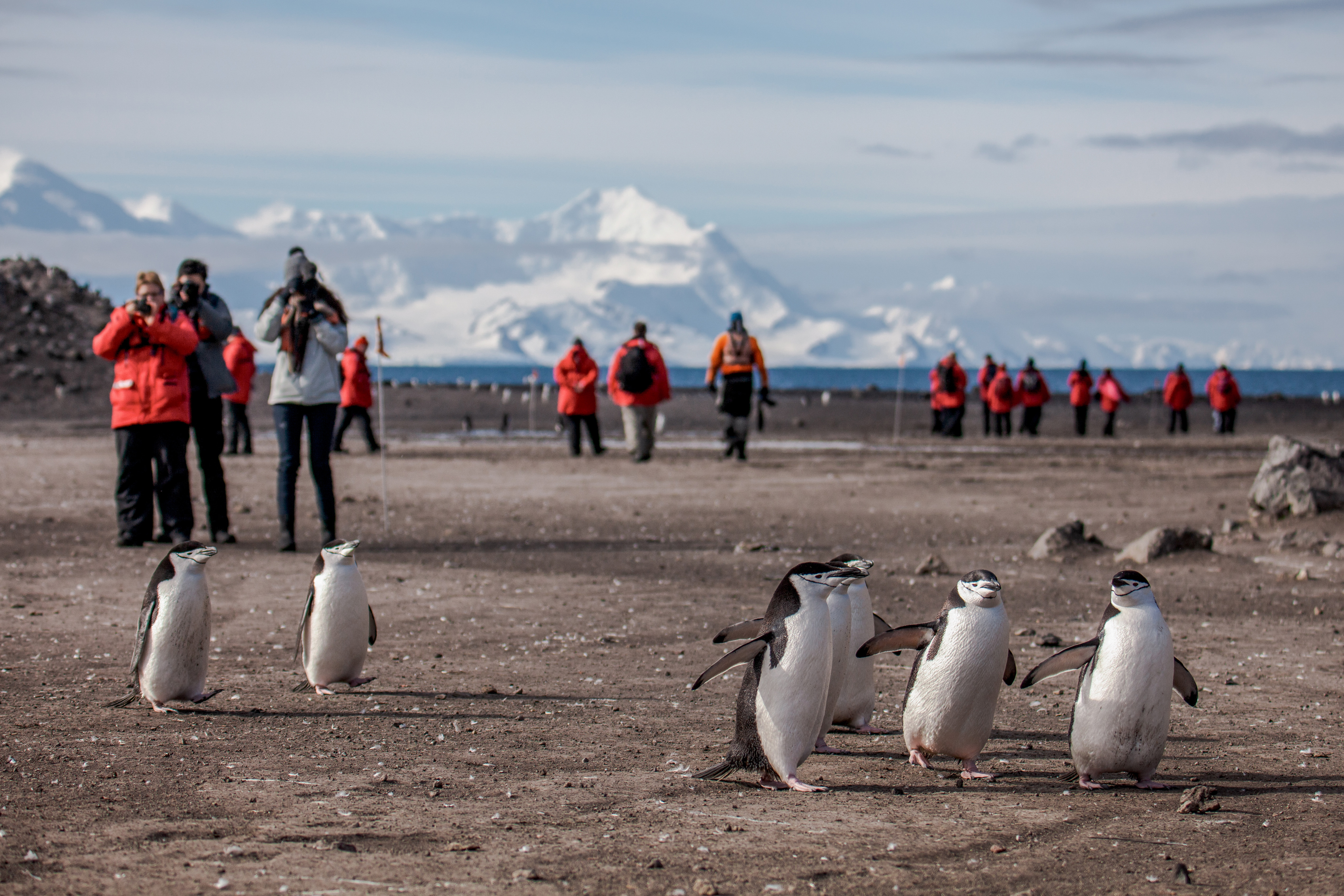 antarctica wildlife