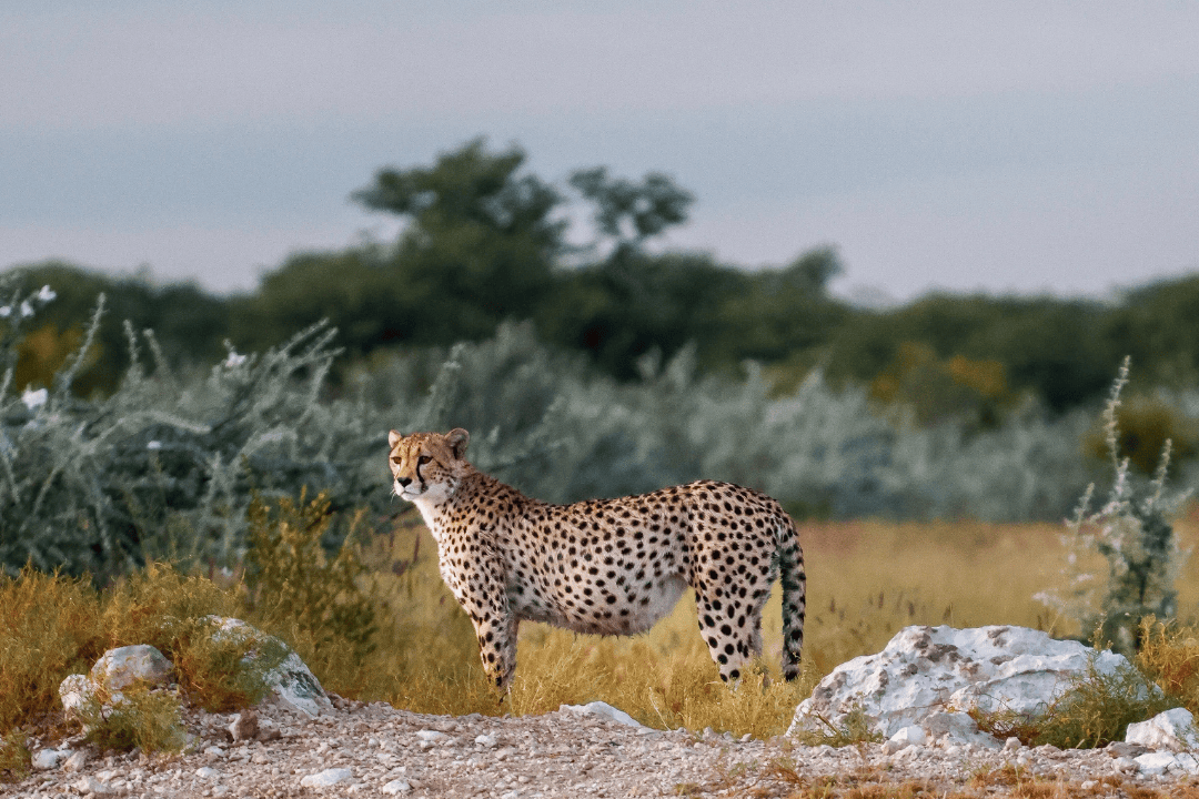 Why this South African CEO is passionate about wildlife conservation