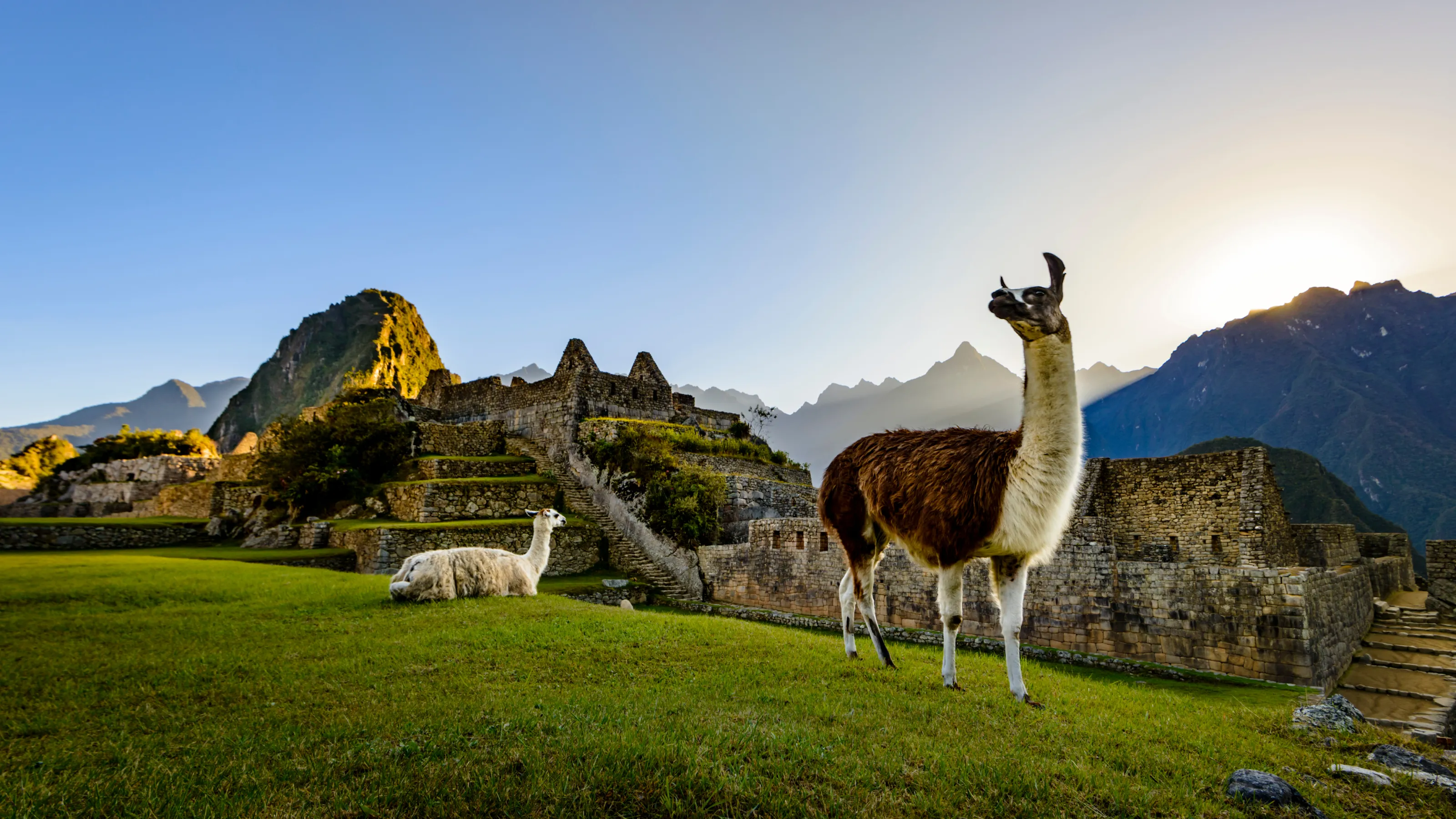 Alpaca to vicuña: your guide to Peru's animals