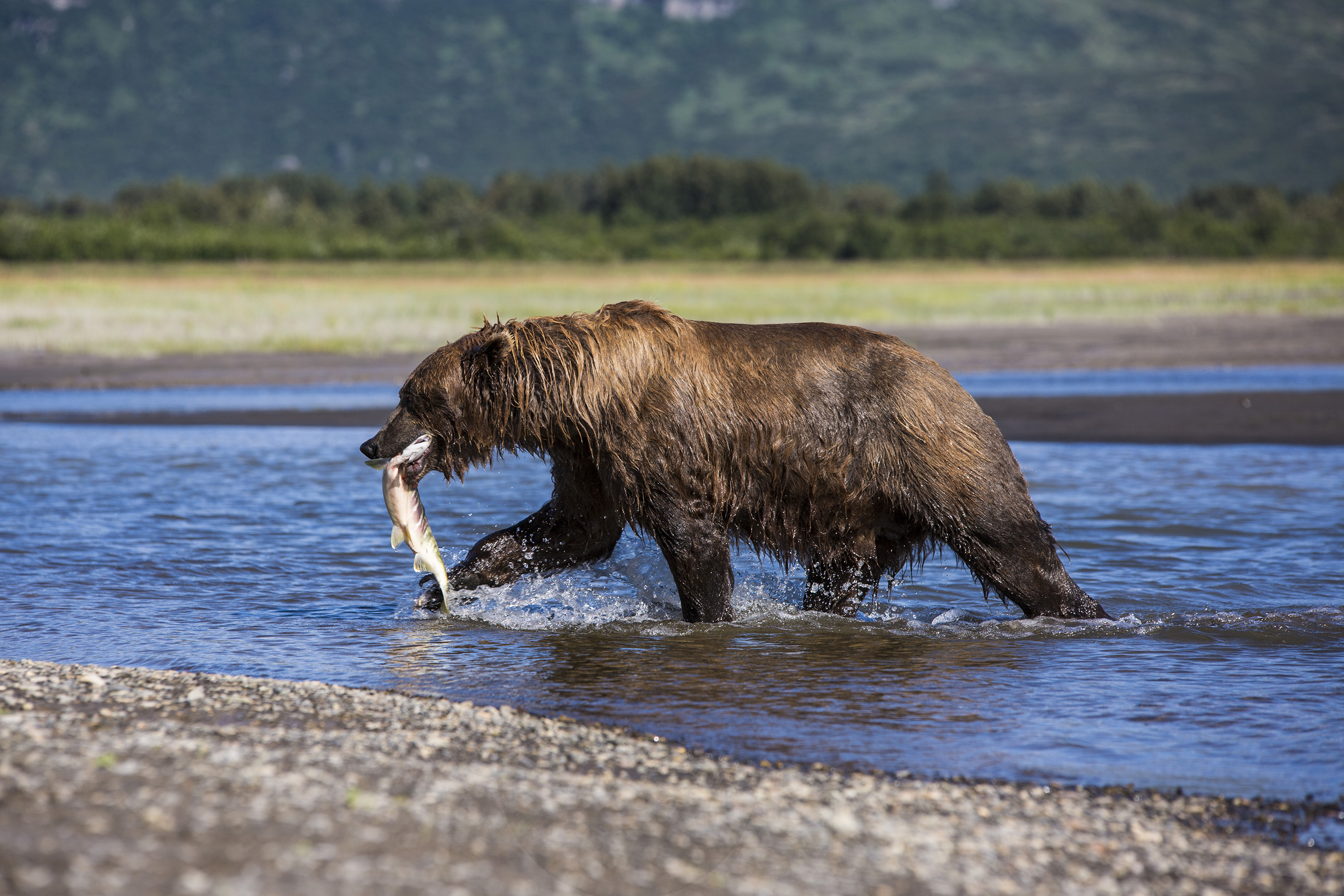 5 fascinating facts about grizzly bears