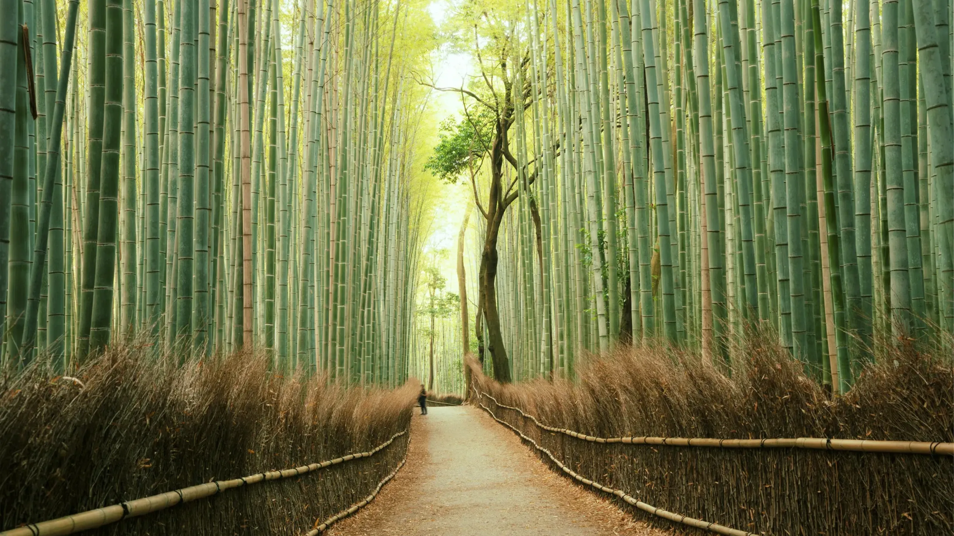 17 things to do in Japan for culture, food, and fun