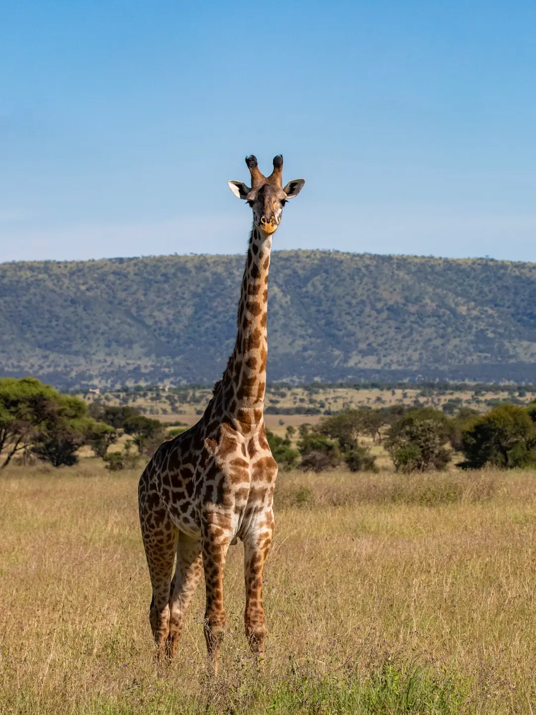 Tall giraffe standing in golden savanna grassland with mountains and trees in the background under clear blue sky.
