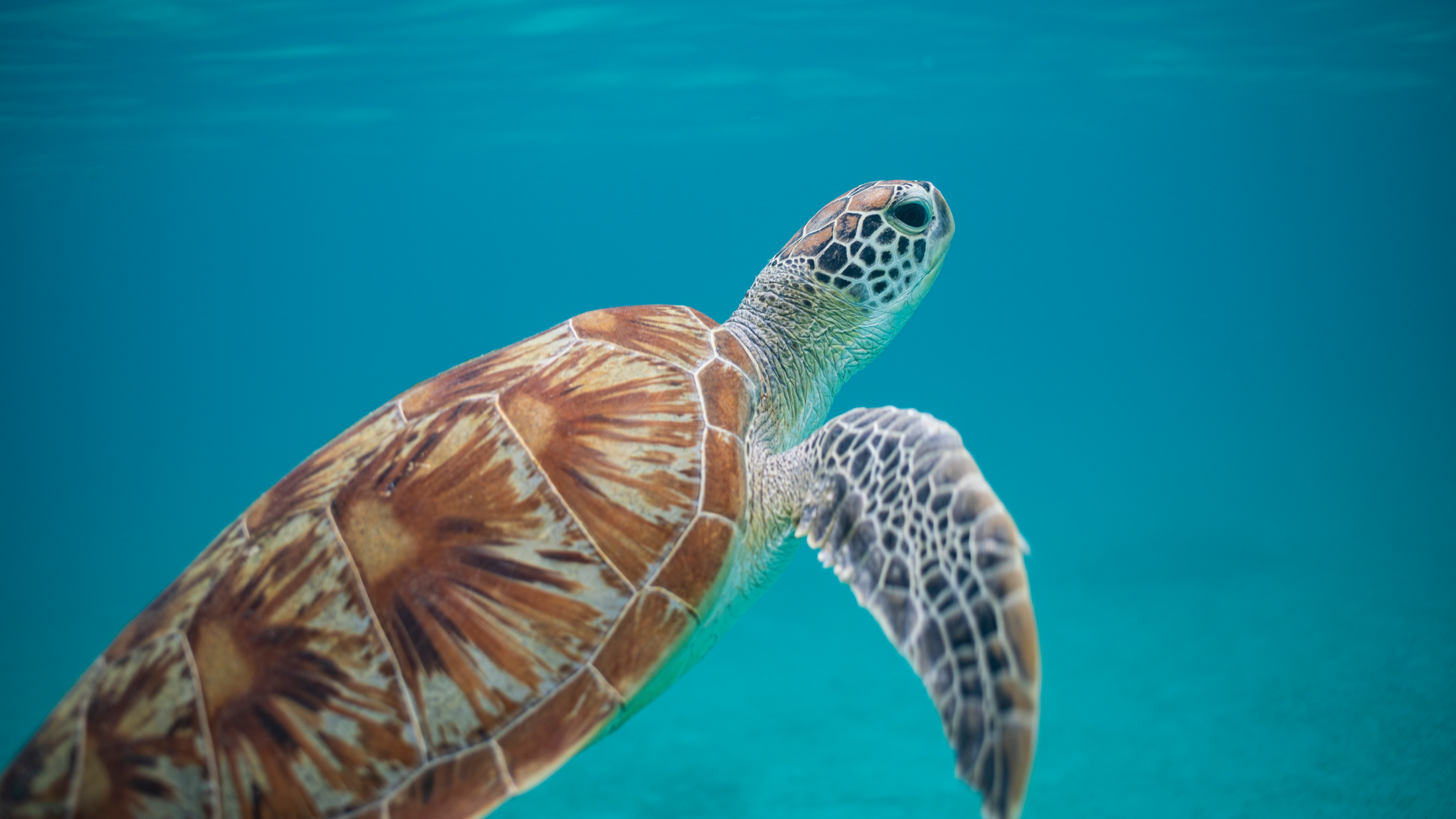 Under the sea: our top snorkel spots by animal