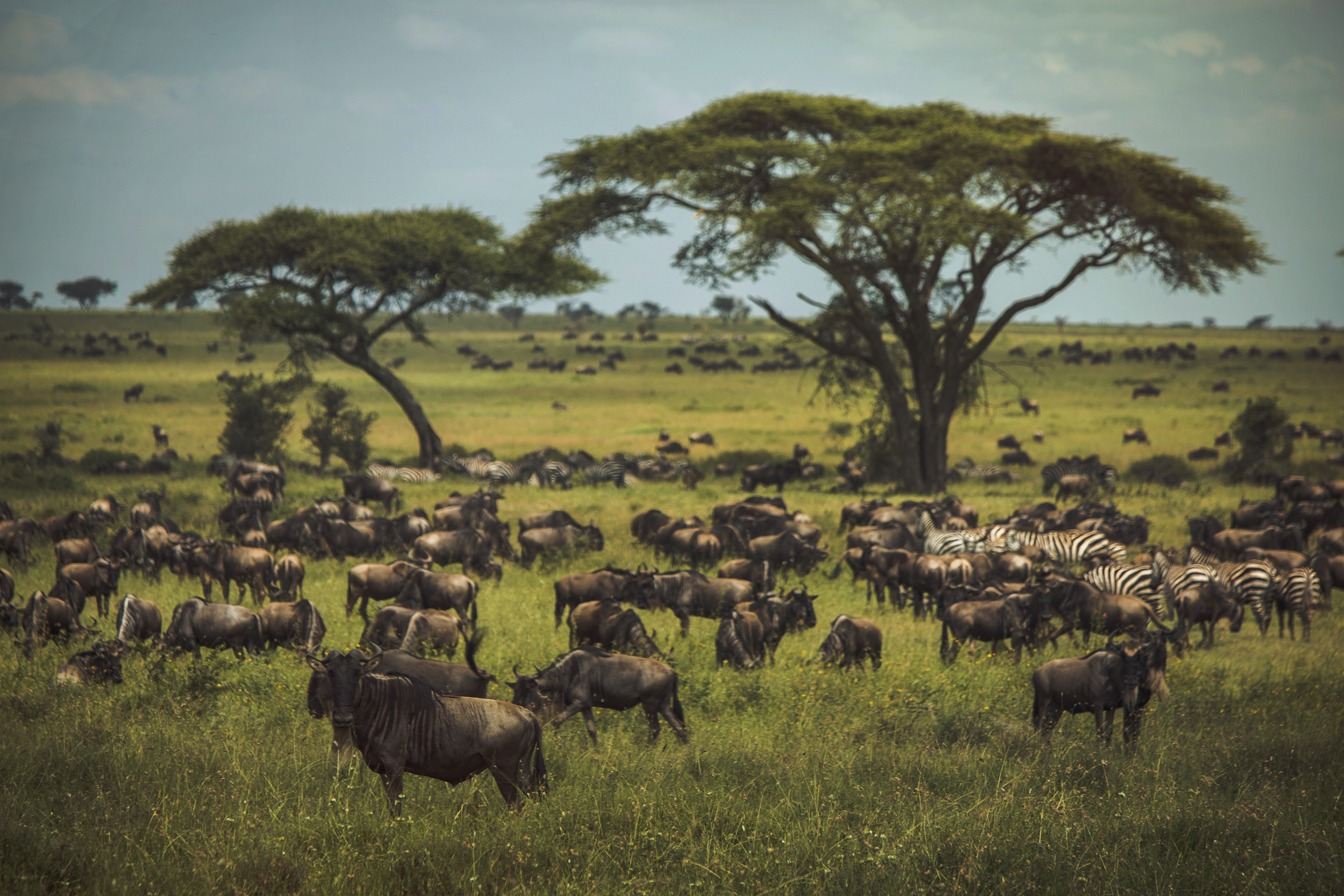The Serengeti Migration: By the numbers