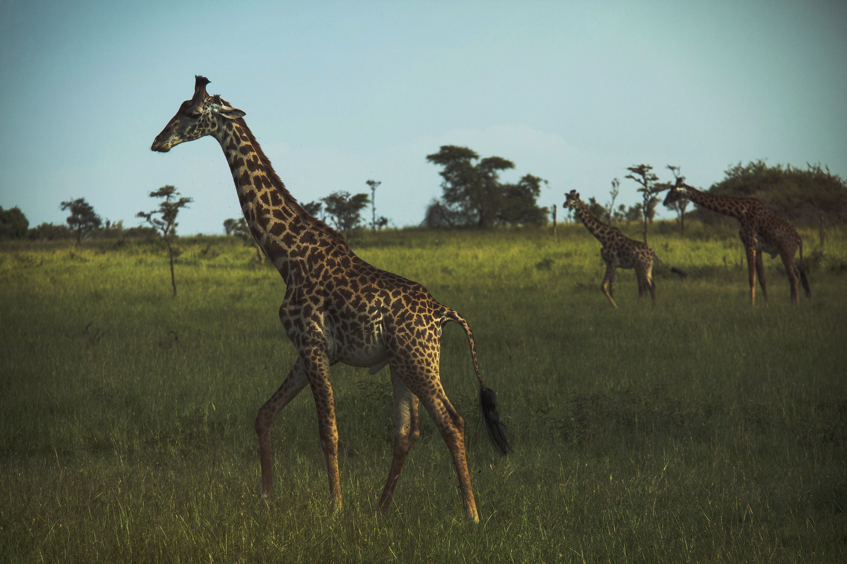 Where to see some of the world's great animal migrations