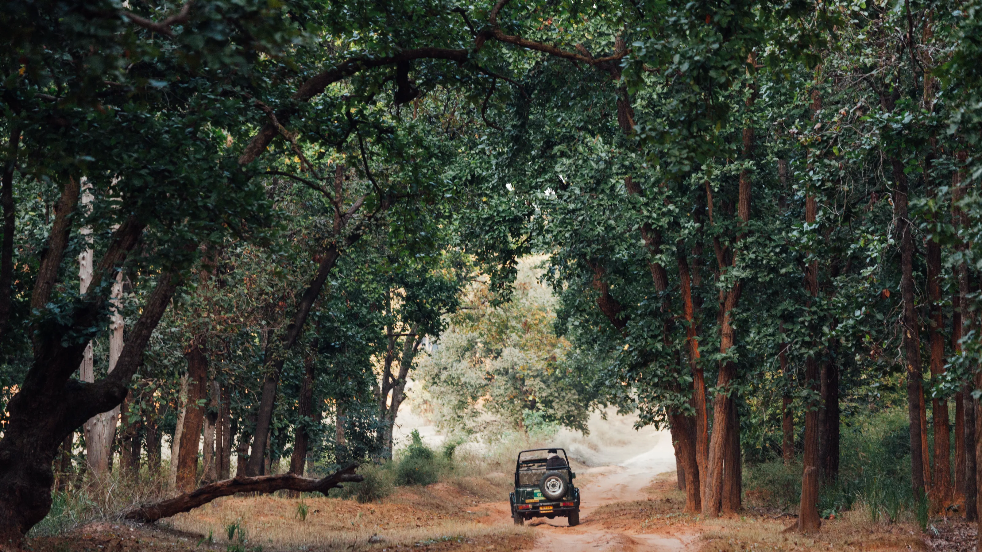 The real-life Jungle Book: India’s best national parks