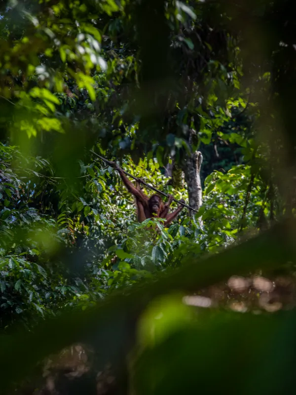 malaysia-Sepilok Jungle Orangutan