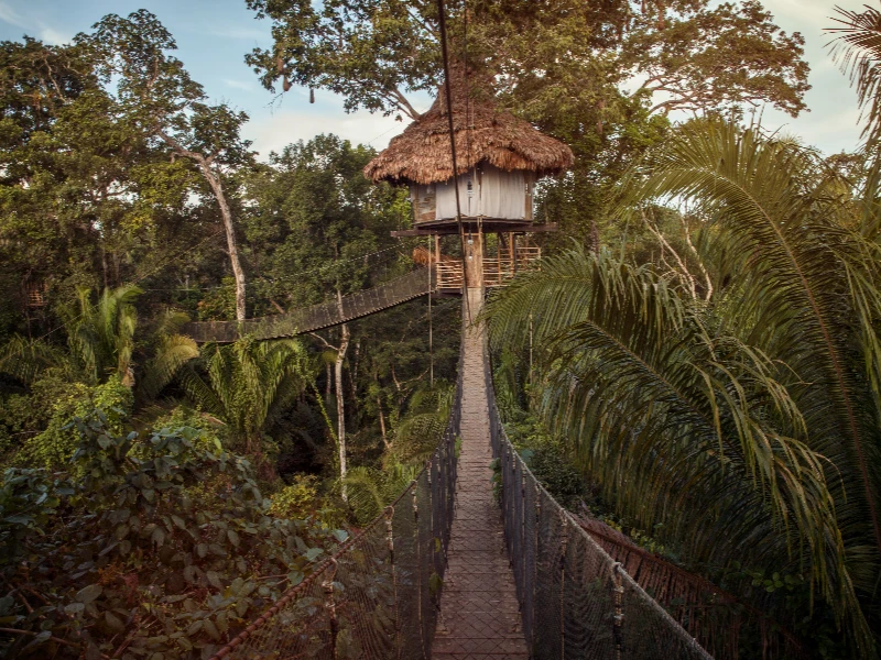 Elevated treehouse with thatched roof connected by a long suspension bridge through lush tropical jungle foliage.