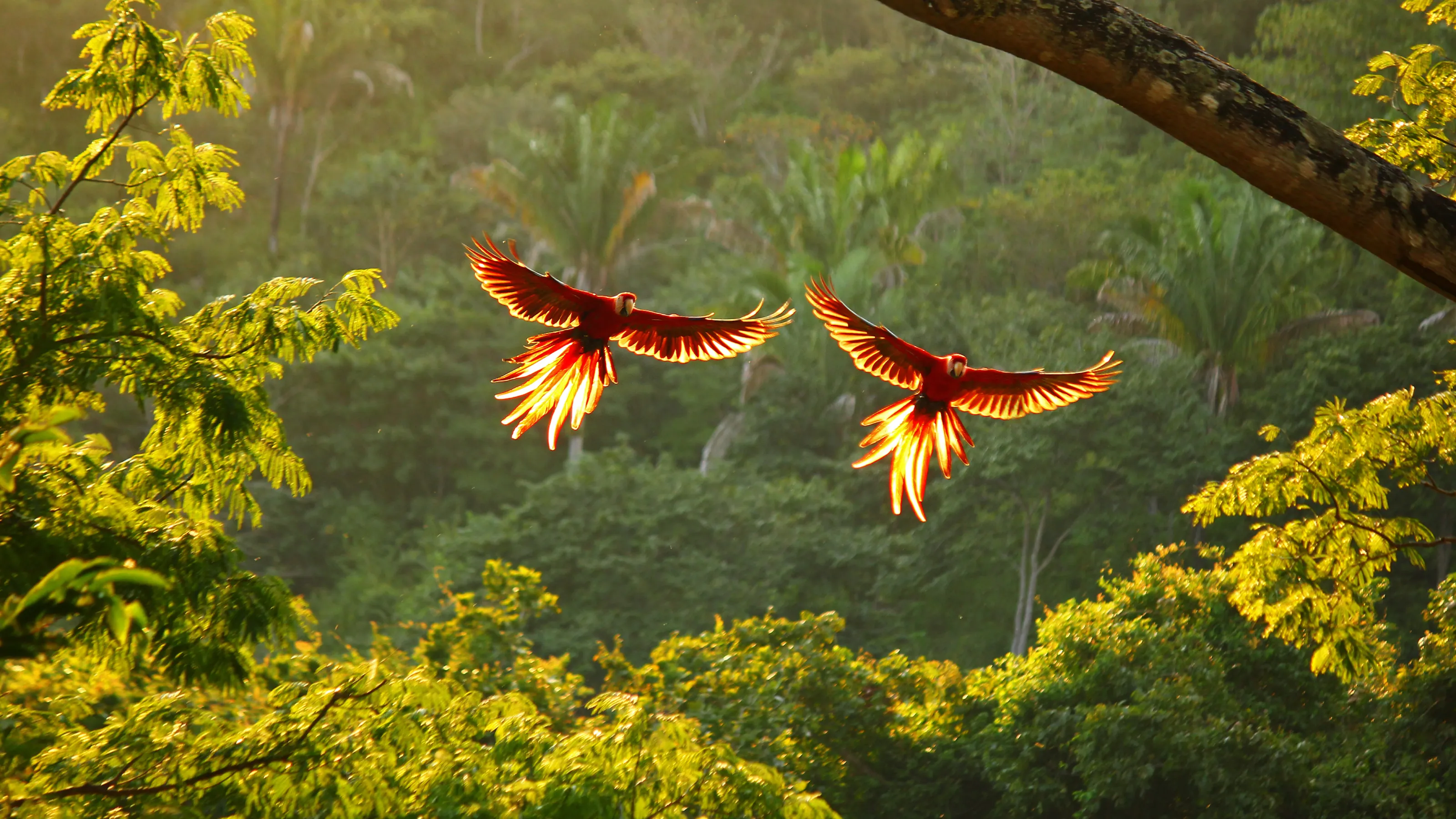Where to find 9 native animals in Costa Rica