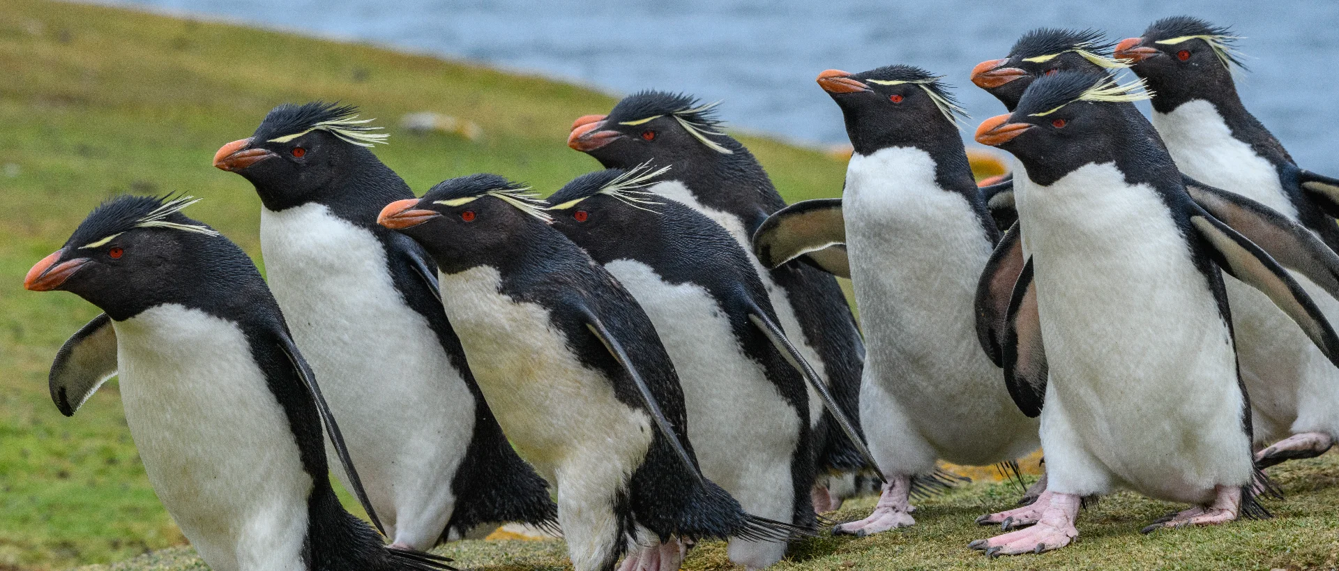 A row of rockhopper penguins with distinctive yellow crests and orange beaks standing on grassy terrain near water.