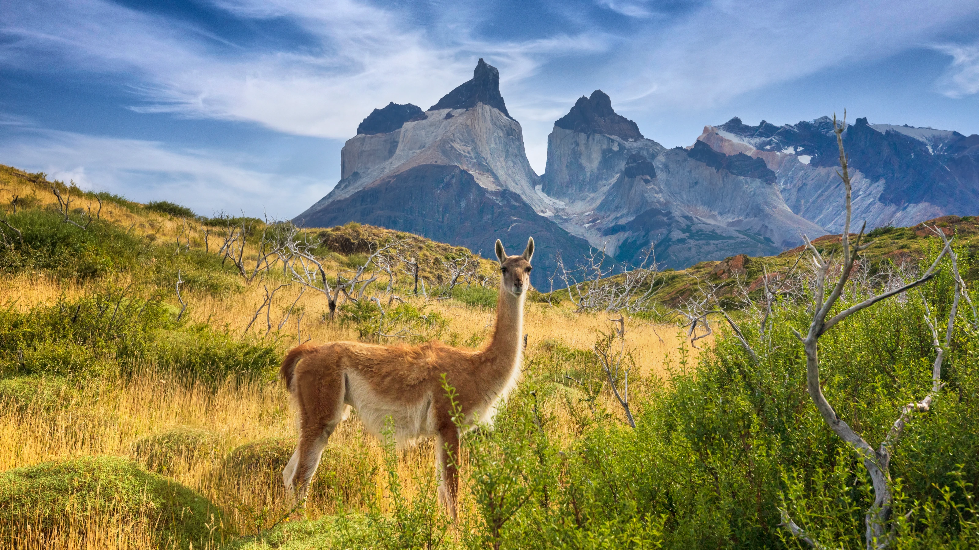 7 unique Argentinian animals to seek out