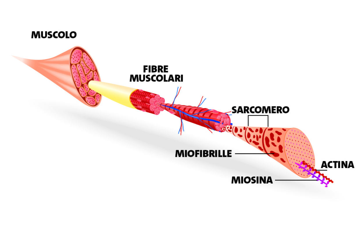 Un tema complesso ma fondamentale Come si muovono i muscoli Un tema complesso ma fondamentale Come si muovono i muscoli