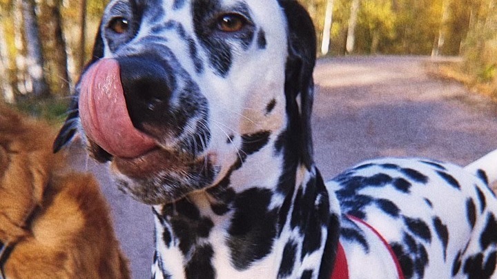 Ha__llbart_hundgodis.jpg
